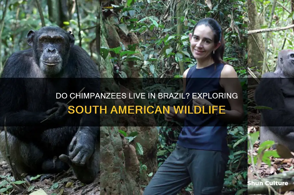 does brazil have chimpansies