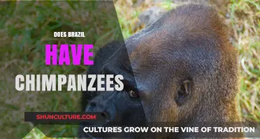 Do Chimpanzees Live in Brazil? Exploring South American Wildlife Myths