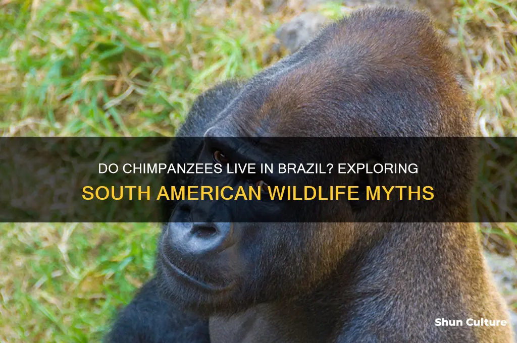 does brazil have chimpanzees