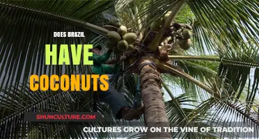 Exploring Brazil's Coconut Culture: Are Coconuts Abundant in the Country?