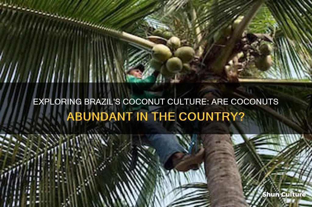 does brazil have coconuts