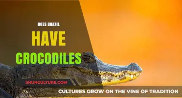 Exploring Brazil's Wildlife: Are Crocodiles Part of Its Ecosystem?