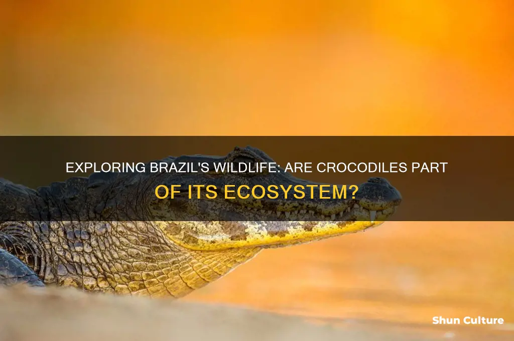does brazil have crocodiles