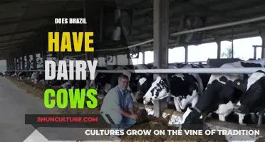 Exploring Brazil's Dairy Industry: Do Brazilian Farms Raise Dairy Cows?