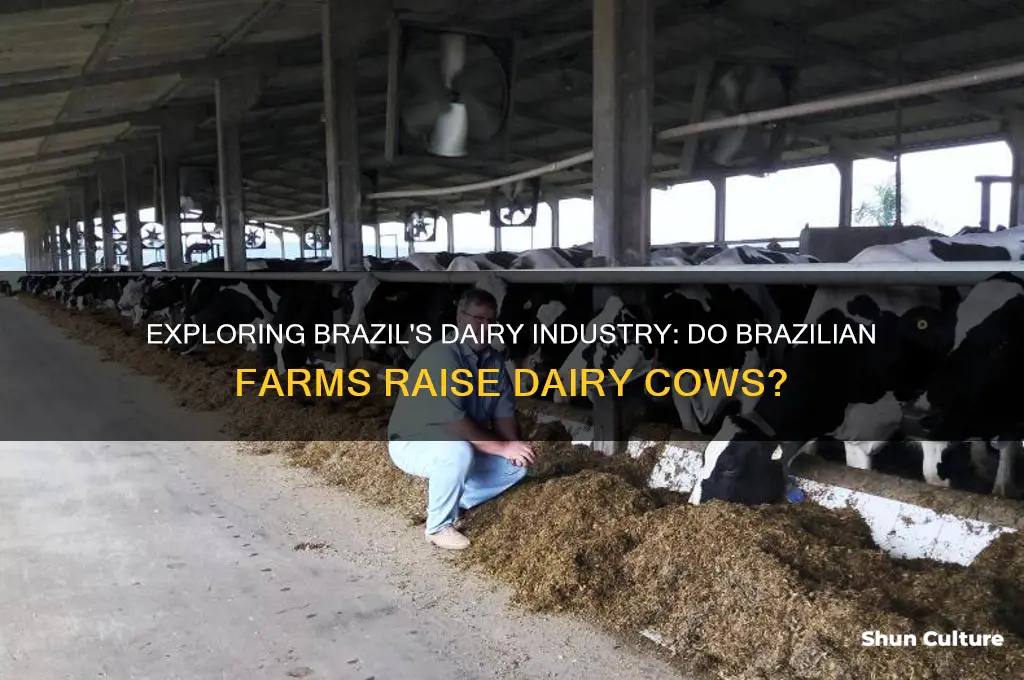 does brazil have dairy cows