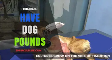 Exploring Brazil's Animal Shelters: Do Dog Pounds Exist in the Country?