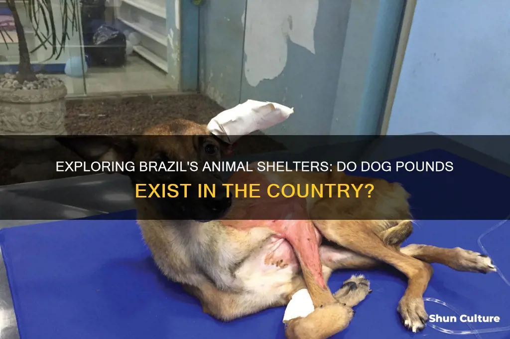 does brazil have dog pounds