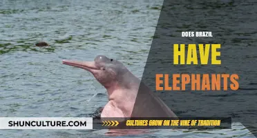 Exploring Brazil's Wildlife: Are There Elephants in the Amazon?