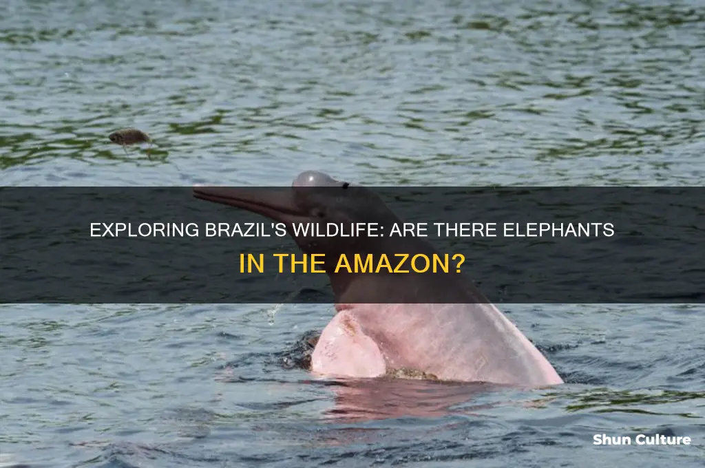does brazil have elephants