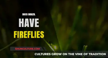Do Fireflies Glow in Brazil? Exploring Their Presence and Magic
