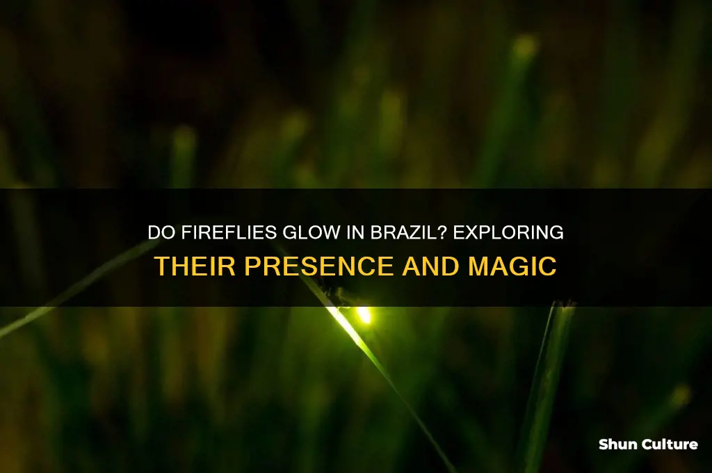does brazil have fireflies