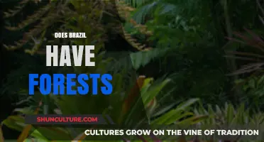 Exploring Brazil's Lush Forests: Biodiversity, Conservation, and Environmental Impact