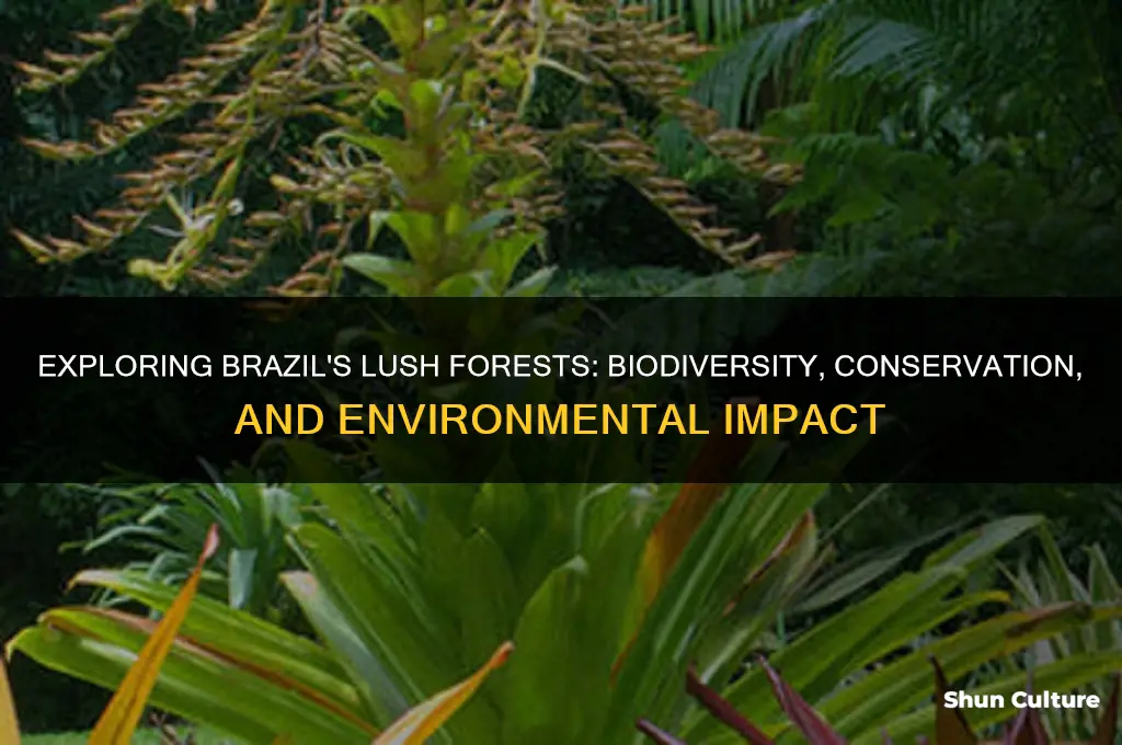 does brazil have forests