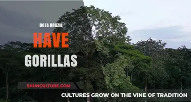 Do Gorillas Live in Brazil? Unraveling the Myth and Reality