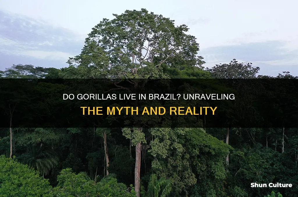 does brazil have gorillas