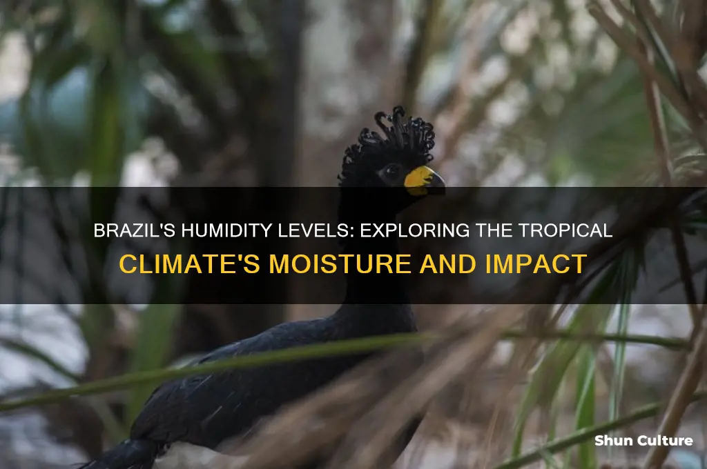 does brazil have high humidity