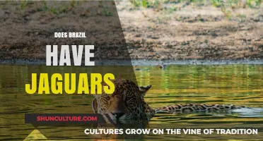 Do Jaguars Roam Brazil's Wildlands? Exploring the Truth