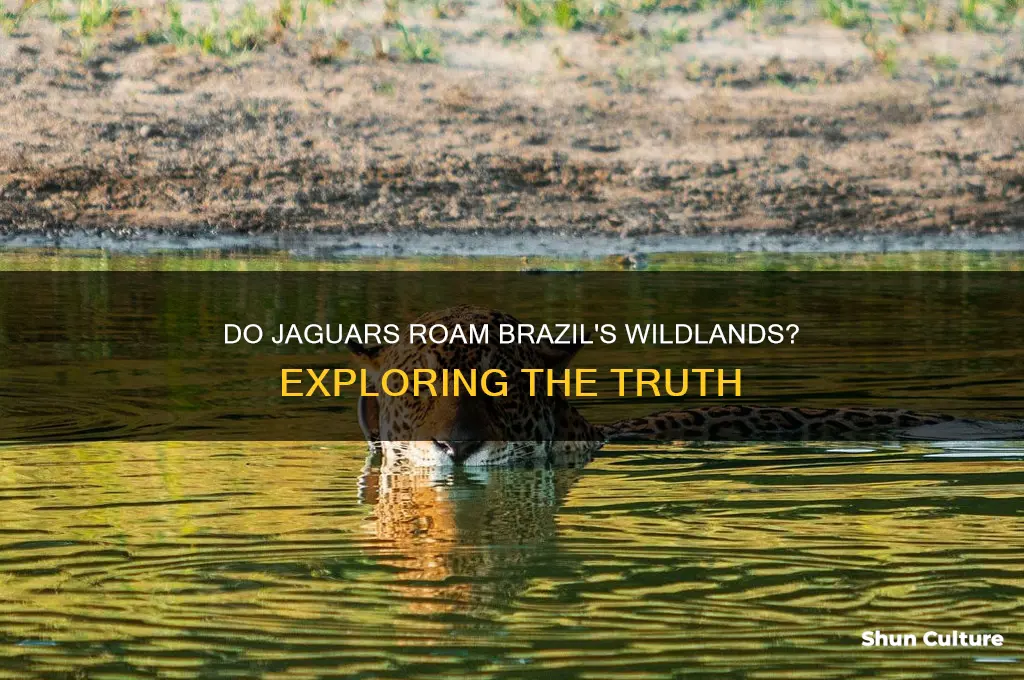 does brazil have jaguars