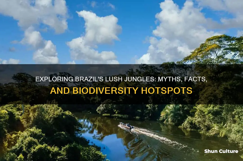 does brazil have jungles