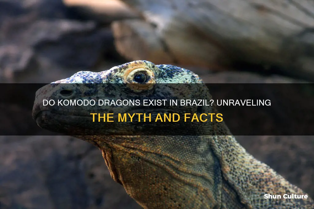 does brazil have komodo dragons