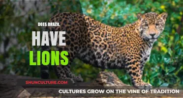Do Lions Roam Brazil? Unveiling the Truth About Brazilian Wildlife