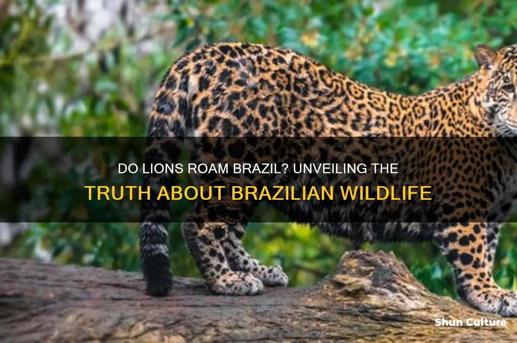 does brazil have lions