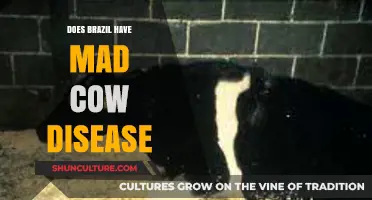 Does Brazil Have Mad Cow Disease? Facts and Current Status