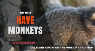 Exploring Brazil's Wildlife: Do Monkeys Roam the Forests and Cities?