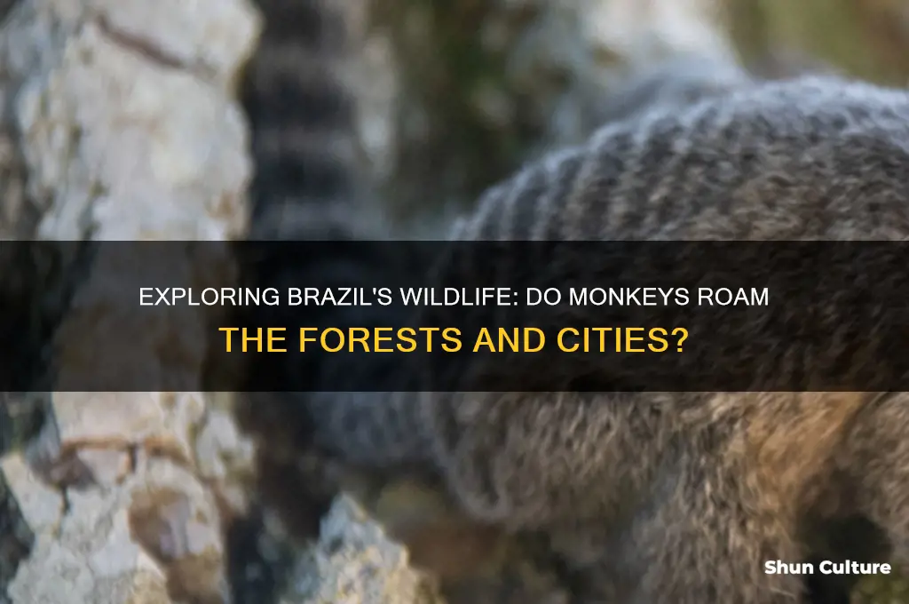 does brazil have monkeys