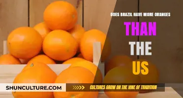 Brazil vs. US: Which Country Produces More Oranges?