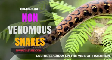 Exploring Brazil's Snake Diversity: Are There Non-Venomous Species?