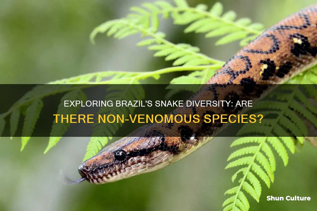 does brazil have non venomous snakes