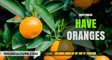 Exploring Brazil's Citrus: Do Oranges Thrive in the Brazilian Climate?