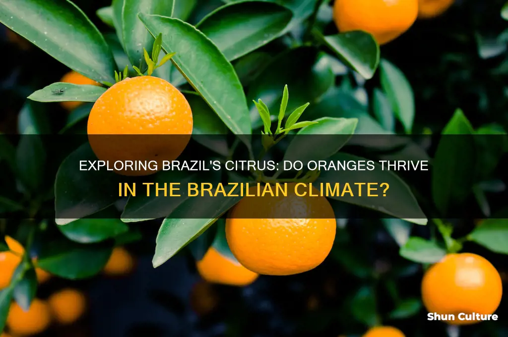 does brazil have oranges