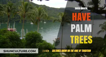 Palm Trees in Brazil: Exploring Their Presence and Cultural Significance