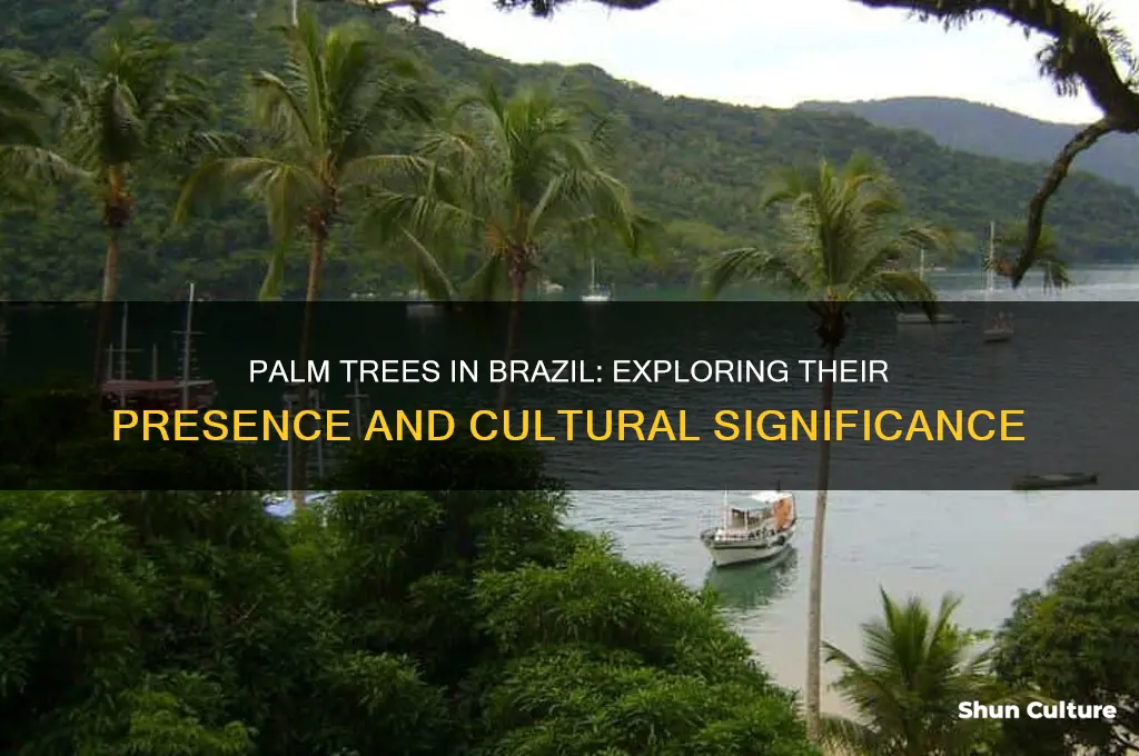 does brazil have palm trees