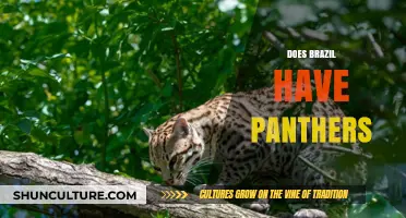 Do Panthers Roam Brazil? Unveiling the Truth About Brazilian Big Cats