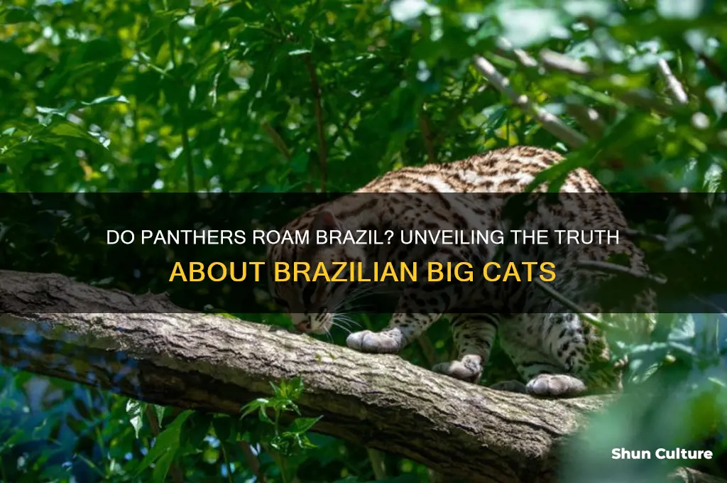 does brazil have panthers
