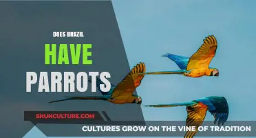 Exploring Brazil's Vibrant Wildlife: Are Parrots Among Its Residents?