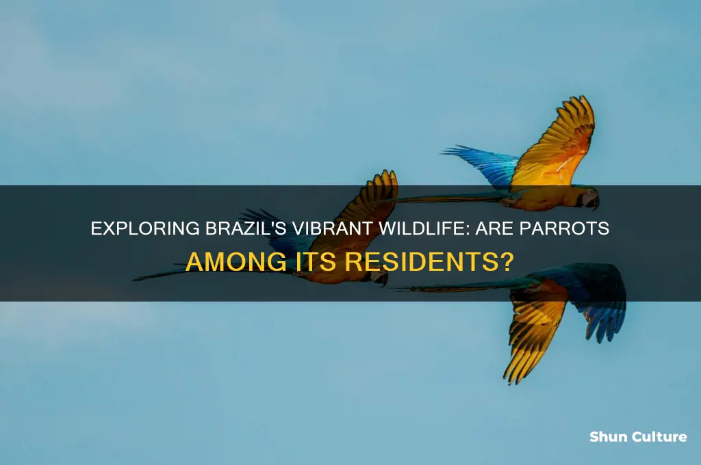 does brazil have parrots