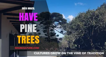 Exploring Brazil's Forests: Do Pine Trees Thrive in Its Climate?