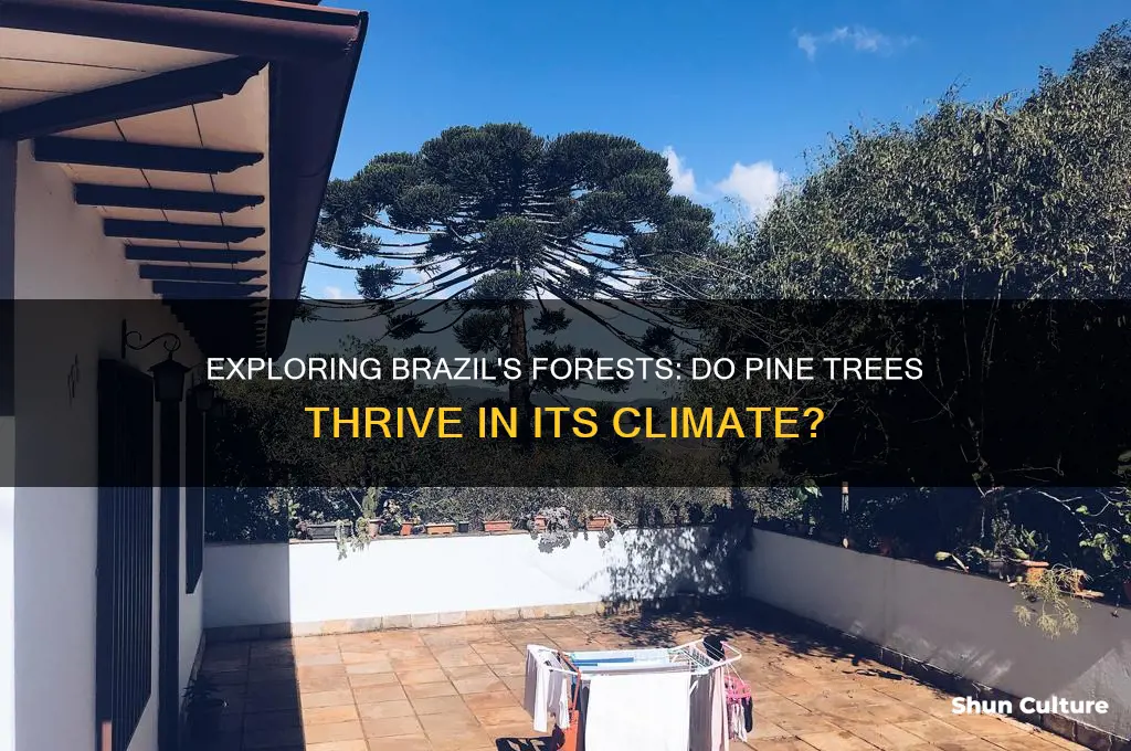 does brazil have pine trees