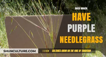 Exploring Brazil's Flora: Does Purple Needlegrass Grow in the Country?