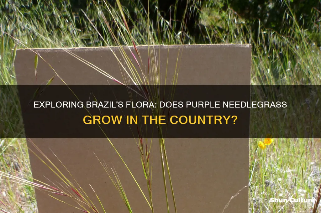 does brazil have purple needlegrass