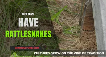 Do Rattlesnakes Exist in Brazil? Exploring the Truth and Myths