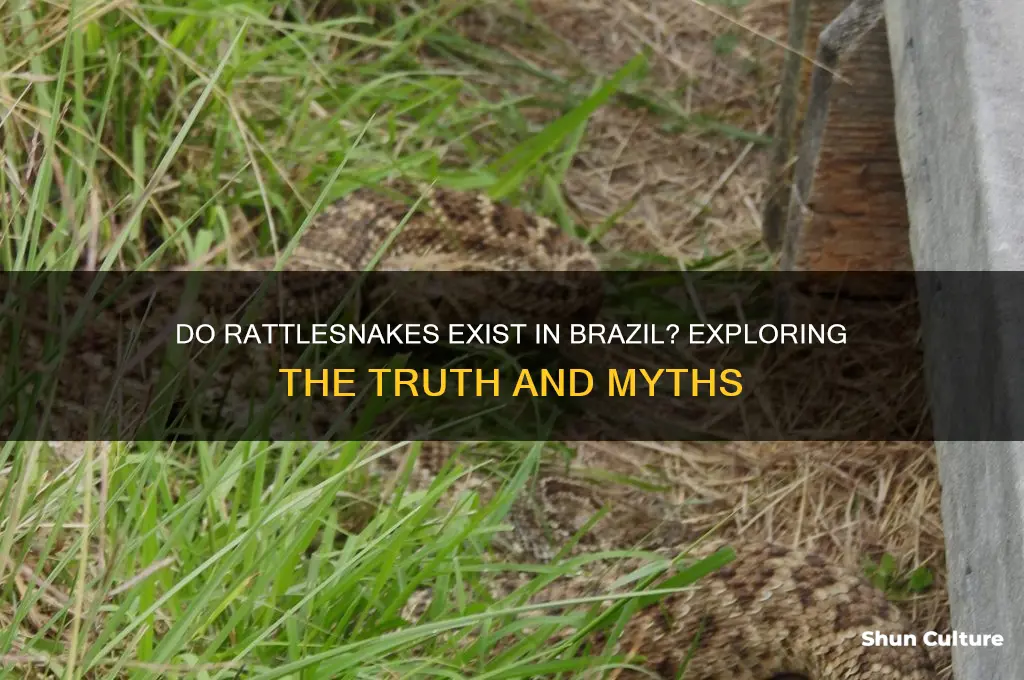 does brazil have rattlesnakes