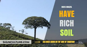 Brazil's Soil Wealth: Uncovering the Richness Beneath the Surface