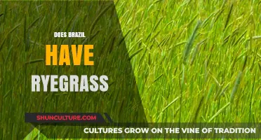 Exploring Brazil's Ryegrass Presence: Facts, Cultivation, and Agricultural Impact