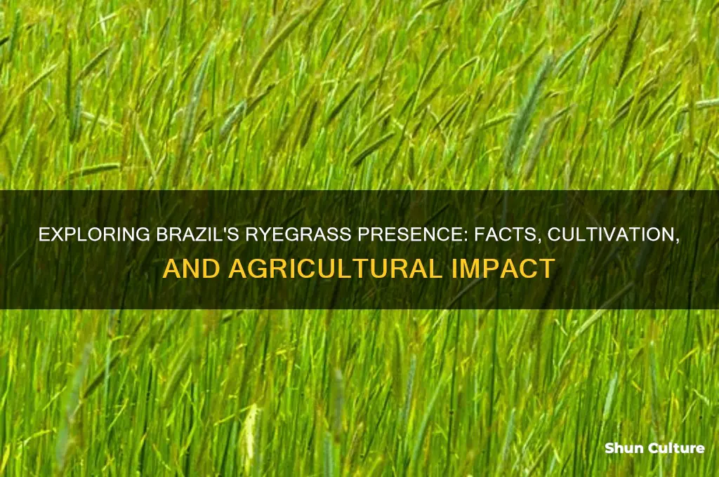 does brazil have ryegrass