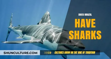 Sharks in Brazil: Exploring Coastal Waters and Marine Life